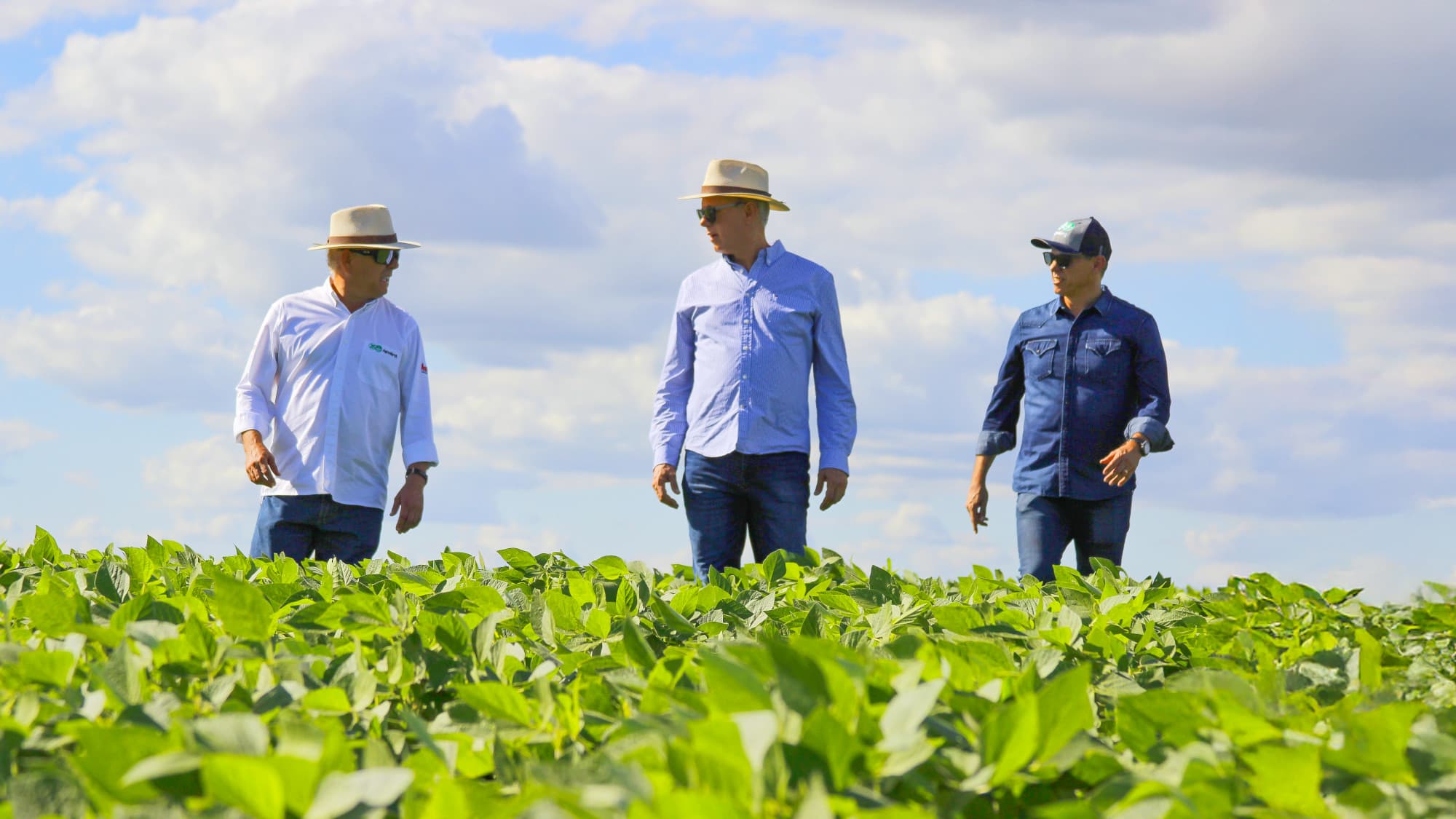 Grupo Sarabia - Campos agrícolas