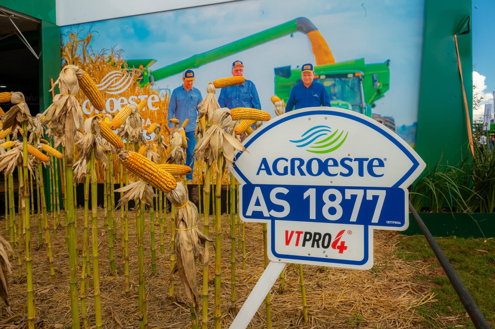 Híbrido de maíz AS 1877 PRO4 Agroeste Agrofértil