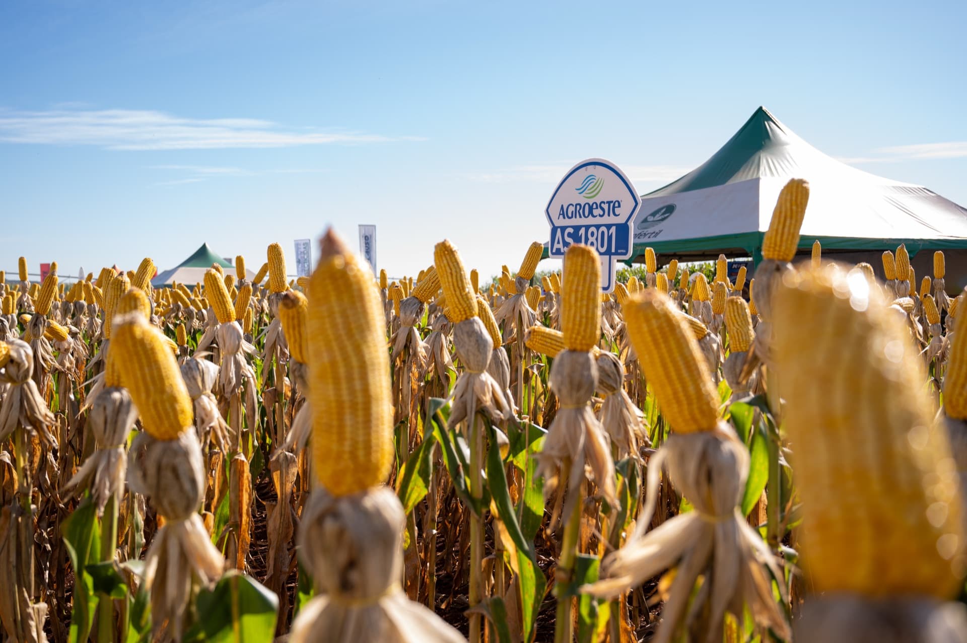 Equipo técnico de Agrofértil presenta híbridos Agroeste para maíz